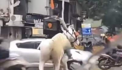 Swiggy finds 'mystery horse rider' from viral video, says he is not a delivery boy 