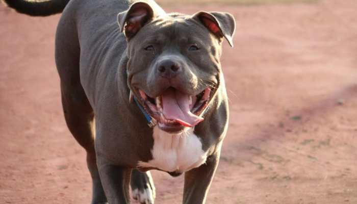 SHOCKING! Lucknow woman mauled to death by her pet dog, found in pool of blood