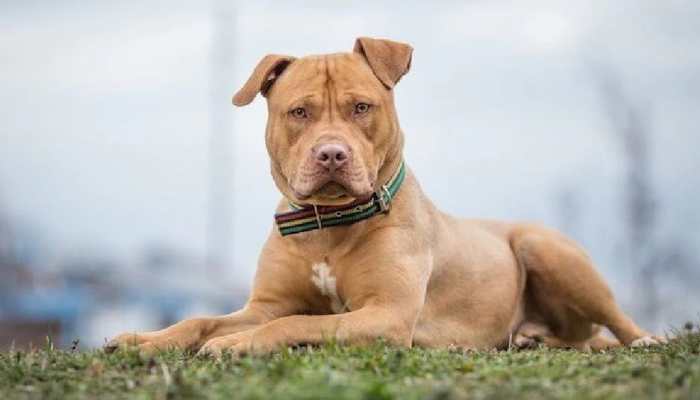 Lucknow woman mauled to death by pet pit bull: Check list of countries that have banned or restricted the dog's ownership