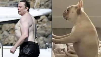 Elon Musk compared to a dog in shirtless picture on a yatch, here's how he reacted