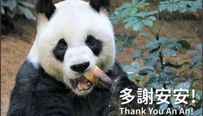 Oldest male giant panda An An dies, love pours in from around the world 
