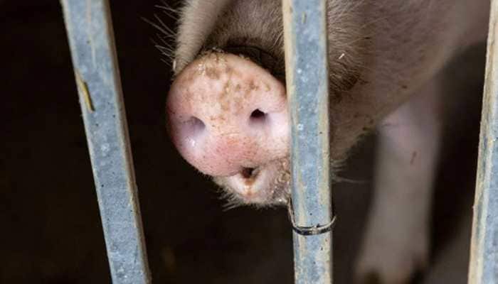 African swine fever reported in Kerala's Wayanad; state government on vigil