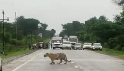Saving Nature! Cop halts traffic as tiger crosses the road, leaves netizens in awe - WATCH
