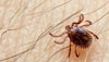 Crimean-Congo Haemorrhagic Fever