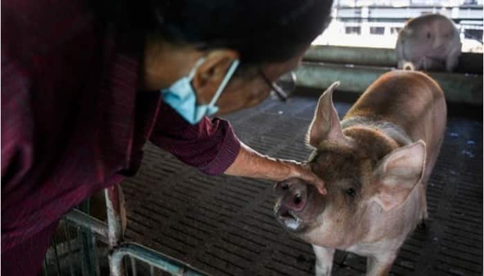 African Swine Fever: Kerala's Kannur district takes this step to prevent spread of disease