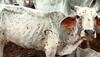 What is Lumpy skin disease, which has killed over 5,000 cattle heads in Rajasthan?