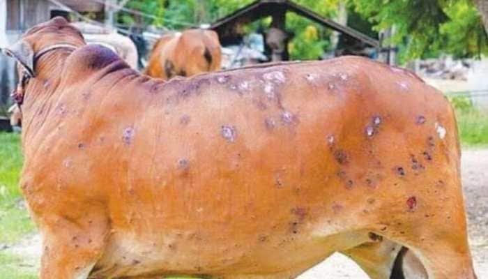 Lumpy Skin Disease outbreak in Punjab: Over 400 cattle dead, 20,000 infected in a month