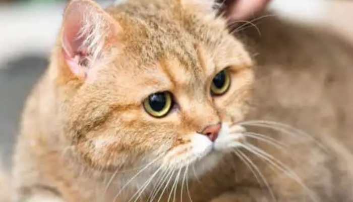 International Cat Day: 6 ways to celebrate your favourite day International Cat Day: 6 ways to celebrate your favourite day