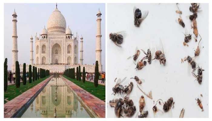 Azadi Ka Amrit Mahotsav: Taj Mahal will not be decorated with tricolor lights on Independence Day, courtesy &#039;DEAD INSECTS&#039;