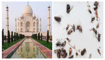 Azadi Ka Amrit Mahotsav: Taj Mahal will not be decorated with tricolor lights on Independence Day, courtesy 'DEAD INSECTS'