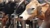 Bengaluru SHOCKER! Sadistic man arrested for raping cows... horrific details here
