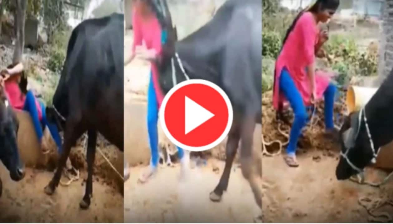 Funny video: Girl dances in front of buffalo, gets in BIG trouble over her  actions - Watch | India News | Zee News