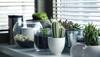 vastu plants