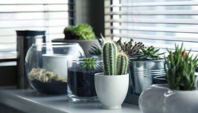 Vastu tips for indoor plants: Do NOT keep these 5 plants at home, otherwise...