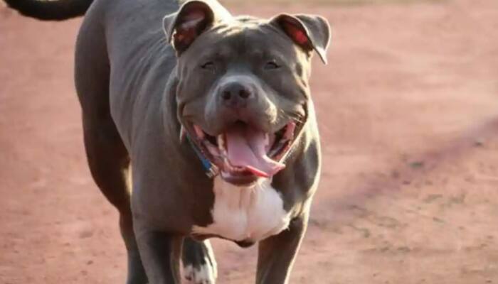 Now, a Pitbull attack in Gurgaon! Woman hospitalised with serious injuries