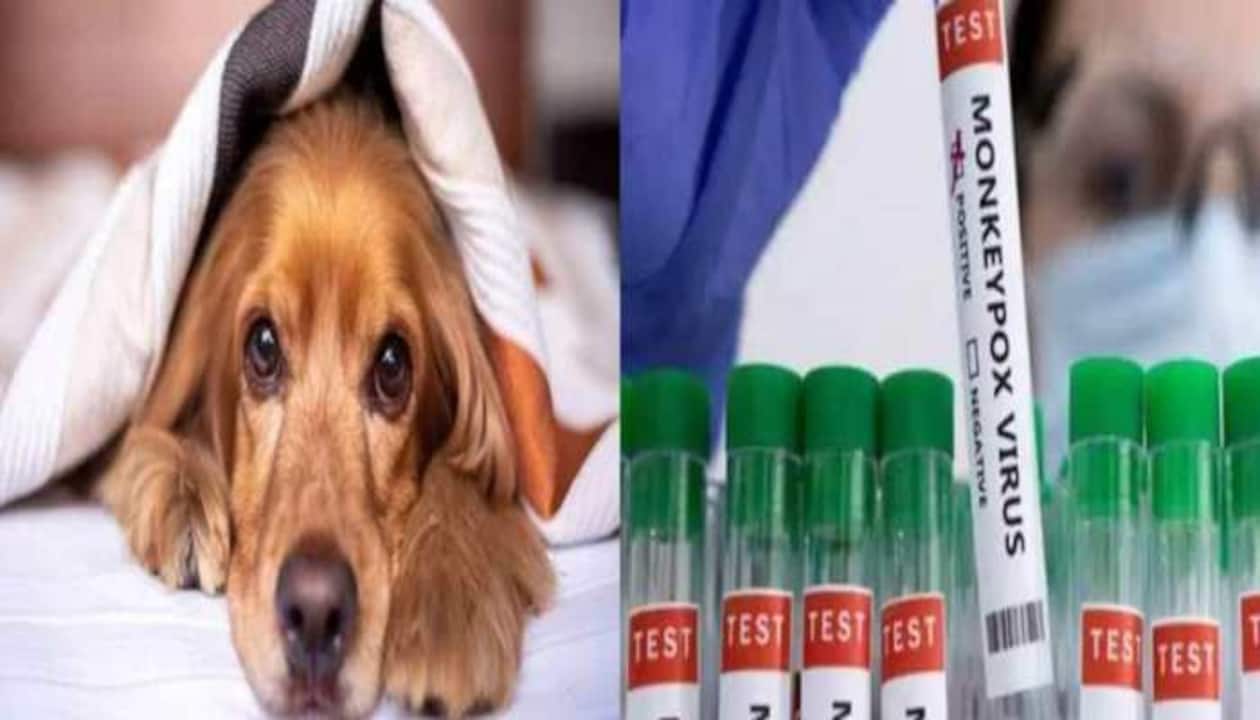 1260px x 720px - Dog tests positive for Monkeypox, its owner is GAY... It's Human to animal  transmission | India News | Zee News