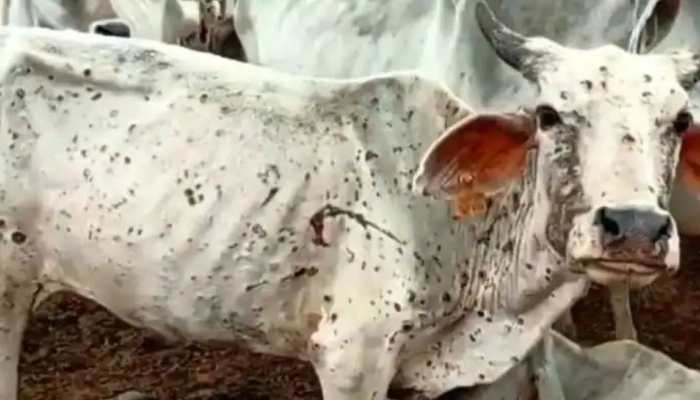 Over 2,100 cattle died, 60,000 affected by lumpy skin disease in Punjab so far, says official