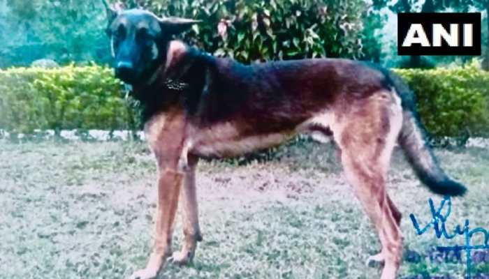 Army Dog Axel killed during J&amp;K anti-terror operation, honoured with gallantry award