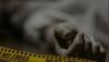 Telangana: TRS leader hacked to death minutes after hoisting national flag in Khammam, section 144 imposed