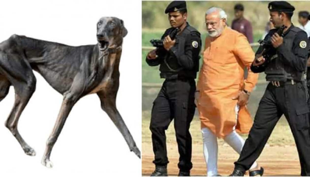 Mudhol hound dogs used in Chhatrapati Shivaji's army will NOW be ...
