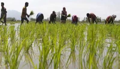 Paddy sowing down by 5.99 % so far in several states like Jharkhand, West Bengal; Read WHY it happened