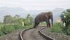 Alert loco pilots stop train to save lives of 12 elephants in Jharkhand