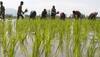 Poor rainfall in major rice producing states of UP, Bihar and Bengal impacts Kharif crops