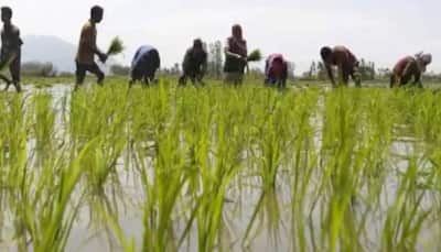Poor rainfall in major rice producing states of UP, Bihar and Bengal impacts Kharif crops