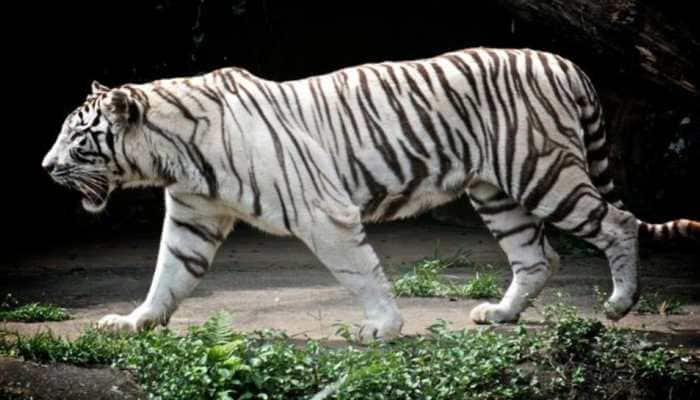 White tiger &#039;Kishan&#039; dies of cancer in Chhattisgarh zoo