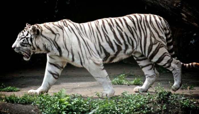 White tiger 'Kishan' dies of cancer in Chhattisgarh zoo