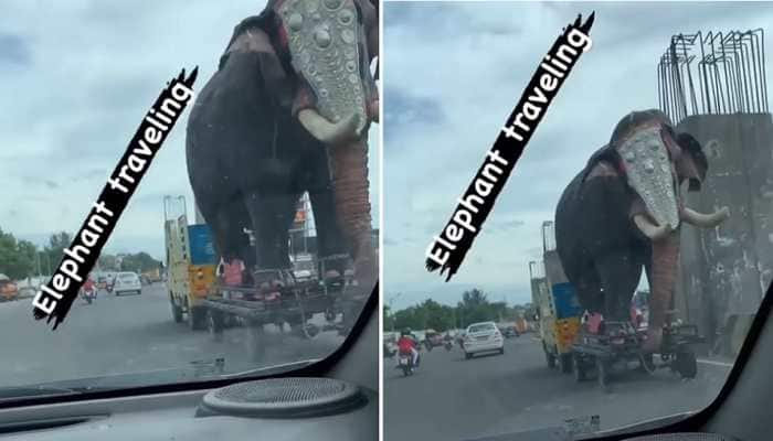‘Bada Hathi on Chota Hathi’; Tata Ace transporting Elephant is both amusing and dangerous: WATCH Video