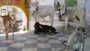Animal have legal rights - What everyone must know 