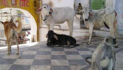 Animal have legal rights - What everyone must know 