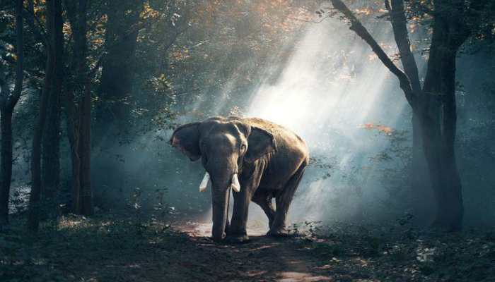 National Wildlife Day 2022: History, significance and tips on how to celebrate