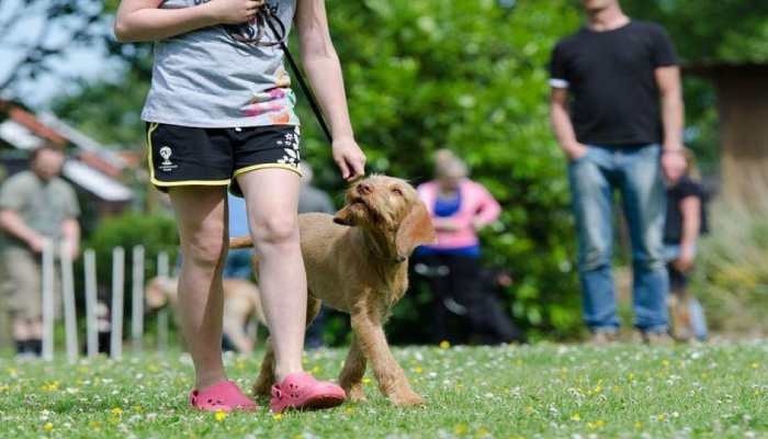 Training affects your dog&#039;s nature: Study