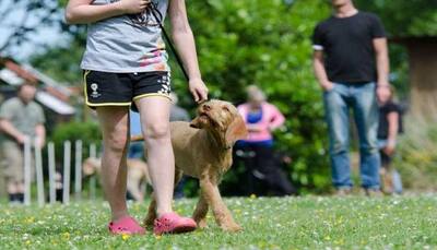Training affects your dog's nature: Study