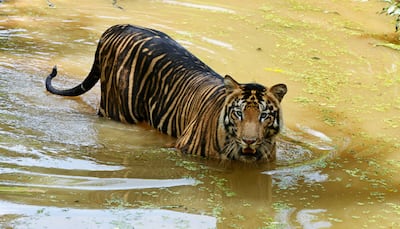 MP woman fights off tiger, saves 15-month-old son from its jaws