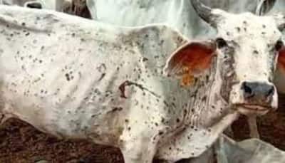 Maharashtra: 22 cattle died in one month from lumpy skin disease