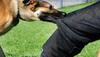 dog attack in lift ghaziabad