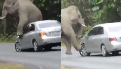 Video of ‘itchy’ elephant rubbing against a car and damaging it goes VIRAL