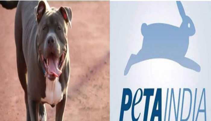 PETA&#039;s BIG STEP after repeated Pitbull attacks. Details here