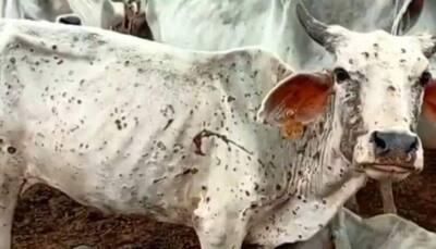 Lumpy virus reaches Delhi: 173 cases in cattle reported, no deaths so far