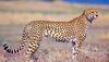 cheetah reintroduction in kuno palpur