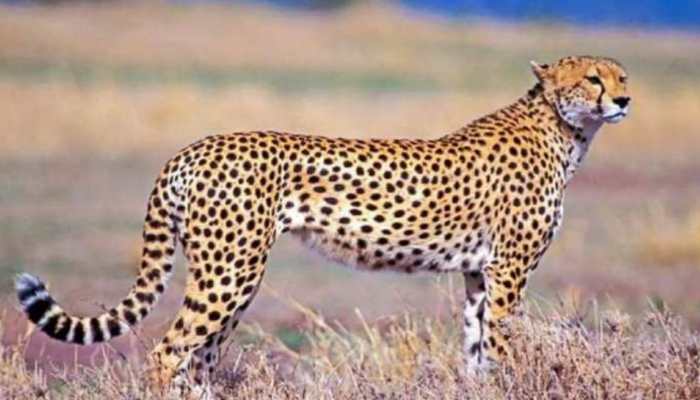 8 cheetahs to arrive at MP's Kuno National park on Sept 17, PM Modi to release them 