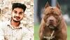 pitbull attack lucknow