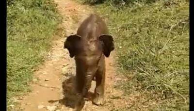 Chattisgarh forest officials assist elephant calf to reunite with the herd- Watch video 