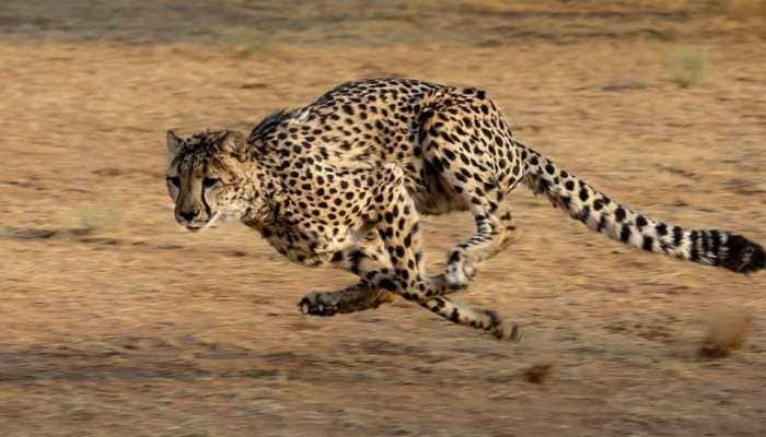 8 Namibian cheetahs coming to India on PM Narendra Modi&#039;s birthday - 10 points