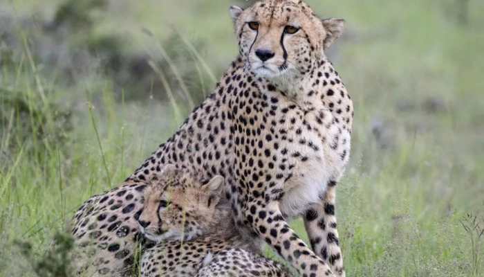 IAF's Chinook heavy-lift helicopters to fly Namibian CHEETAHS to Kuno National Park in MP