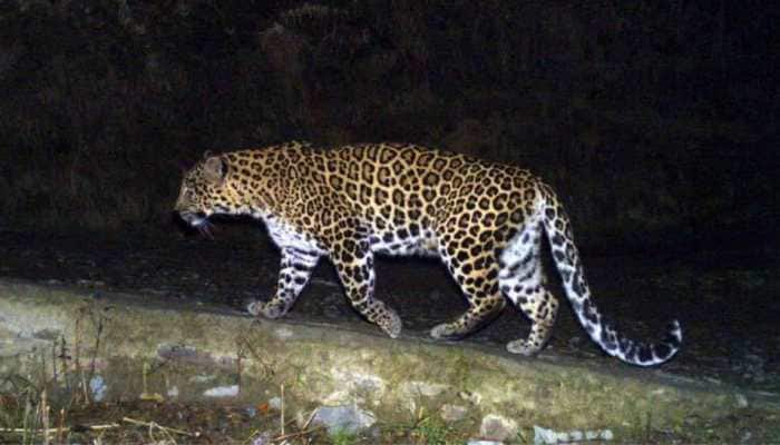 Panic grips Gurugram after leopard spotted multiple times in DLF-5 area, advisory issued 