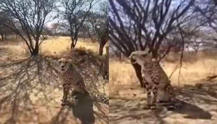 First look of Cheetahs arriving from Namibia at Kuno National Park in Madhya Pradesh tomorrow - WATCH